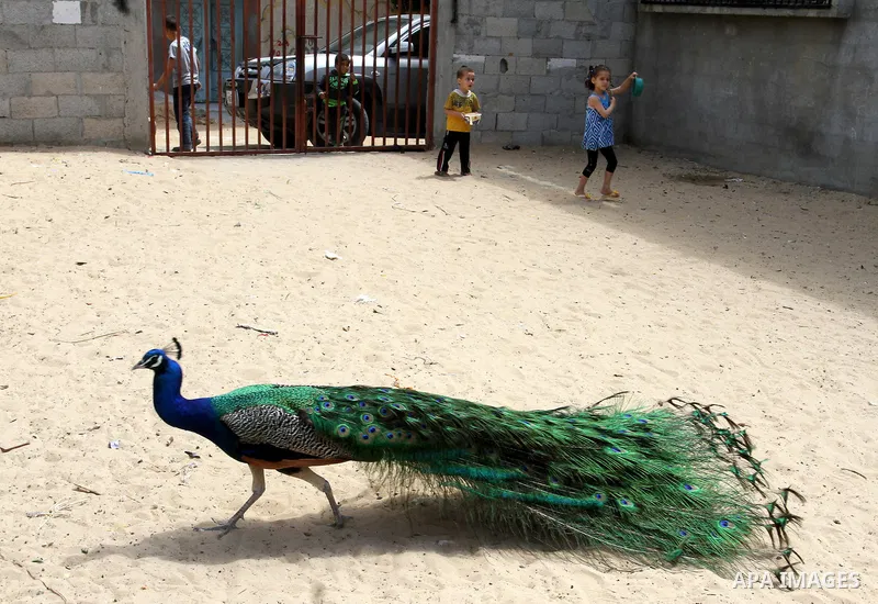 A peacock walks at a local breeding farm in Khan Younis in the southern Gaza Strip, May 5, 2015. Male peacocks display and shake its tail feather to attract attention to female peahens during courtship. Photo by Abed Rah...