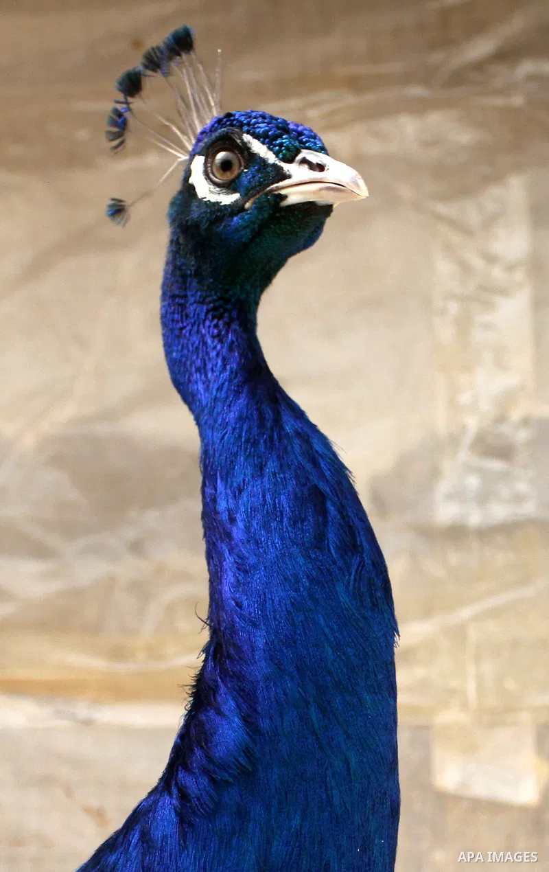 A Peacock stands at a local breeding farm in Khan Younis in the southern Gaza Strip, May 5, 2015. Male peacocks display and shake its tail feather to attract attention to female peahens during courtship. Photo by Abed Ra...