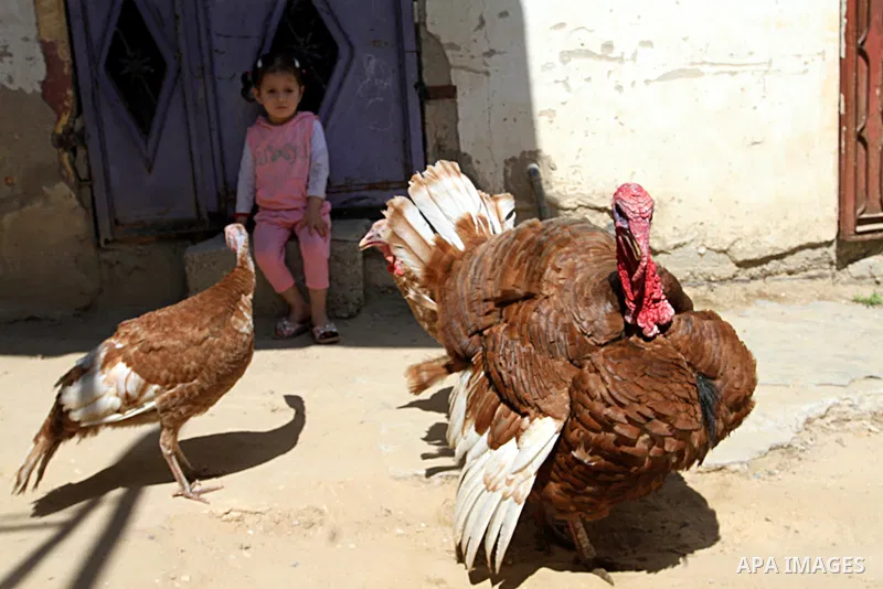 A girl sit in front of turkeys at a street in Khan Younis in the southern Gaza Strip, May 5, 2015. Photo by Abed Rahim Khatib