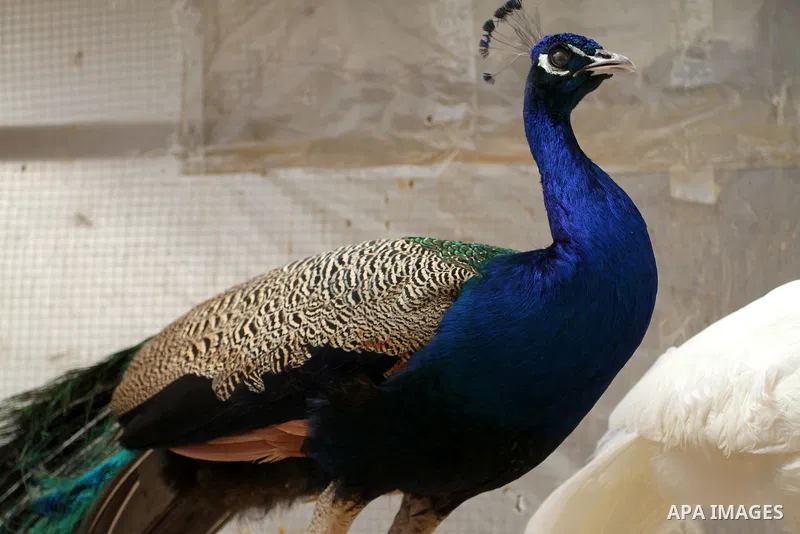 A Peacock stands at a local breeding farm in Khan Younis in the southern Gaza Strip, May 5, 2015. Male peacocks display and shake its tail feather to attract attention to female peahens during courtship. Photo by Abed Ra...