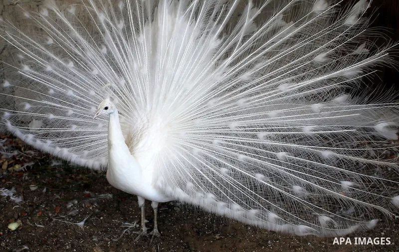 A white peacock displays its tail feathers at a local breeding farm in Khan Younis in the southern Gaza Strip, May 5, 2015. Male peacocks display and shake its tail feather to attract attention to female peahens during c...