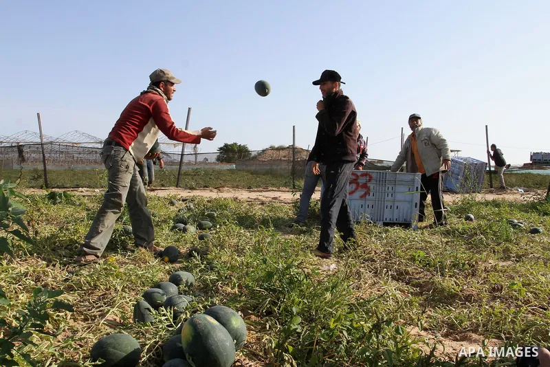 Palestinian farmers collect watermelon from their field located in Khan Younis in the southern Gaza Strip on May 9, 2015. Photo by Abed Rahim Khatib