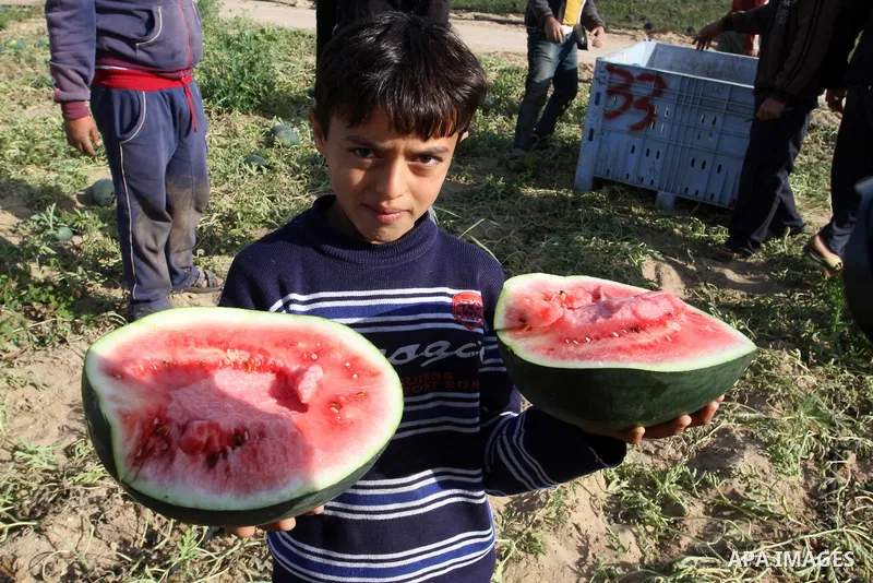 Palestinian farmers collect watermelon from their field located in Khan Younis in the southern Gaza Strip on May 9, 2015. Photo by Abed Rahim Khatib