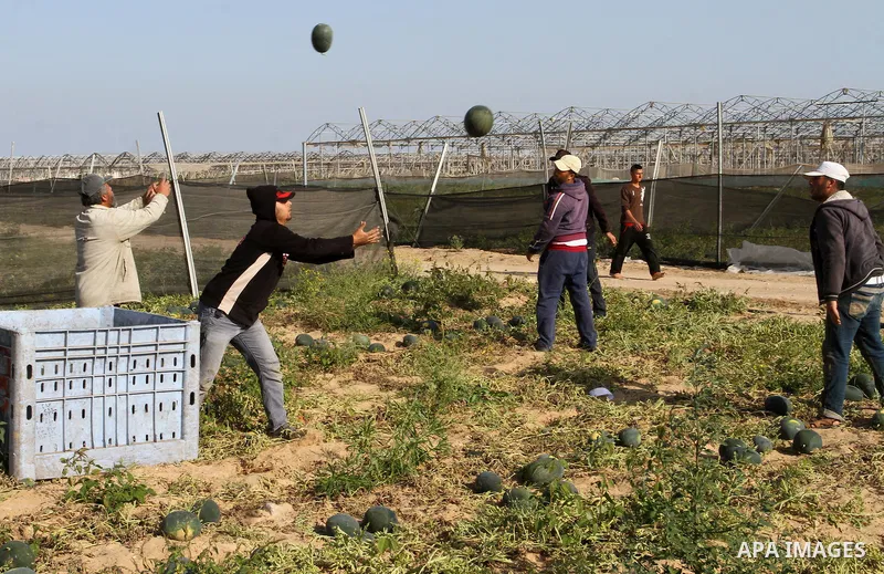 Palestinian farmers collect watermelon from their field located in Khan Younis in the southern Gaza Strip on May 9, 2015. Photo by Abed Rahim Khatib
