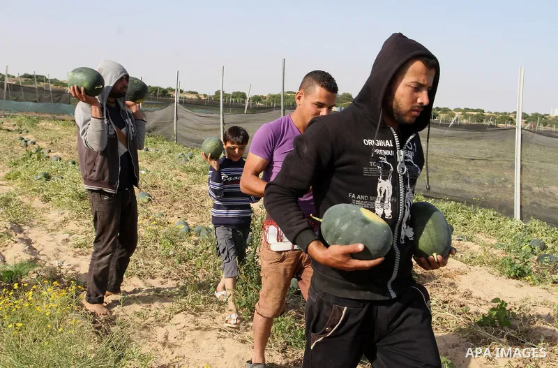 Palestinian farmers collect watermelon from their field located in Khan Younis in the southern Gaza Strip on May 9, 2015. Photo by Abed Rahim Khatib