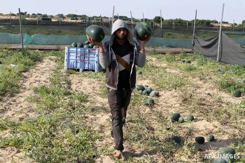 Palestinian farmers collect watermelon from their field located in Khan Younis in the southern Gaza Strip on May 9, 2015. Photo by Abed Rahim Khatib
