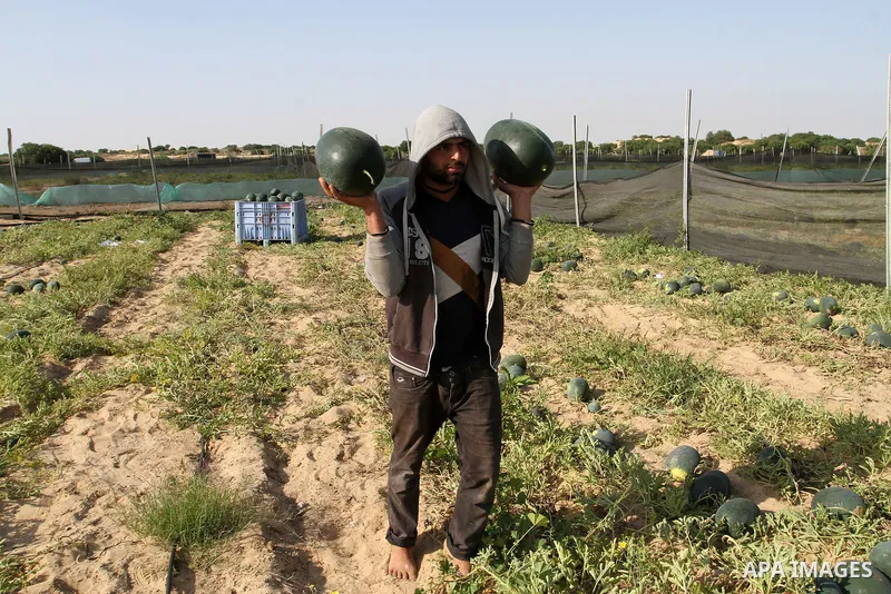 Palestinian farmers collect watermelon from their field located in Khan Younis in the southern Gaza Strip on May 9, 2015. Photo by Abed Rahim Khatib