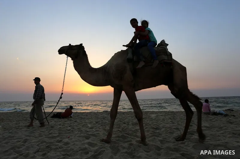 Palestinian children ride a camel during sunset at the beach of Gaza sea on May 9, 2015. Photo by Mohammed Asad