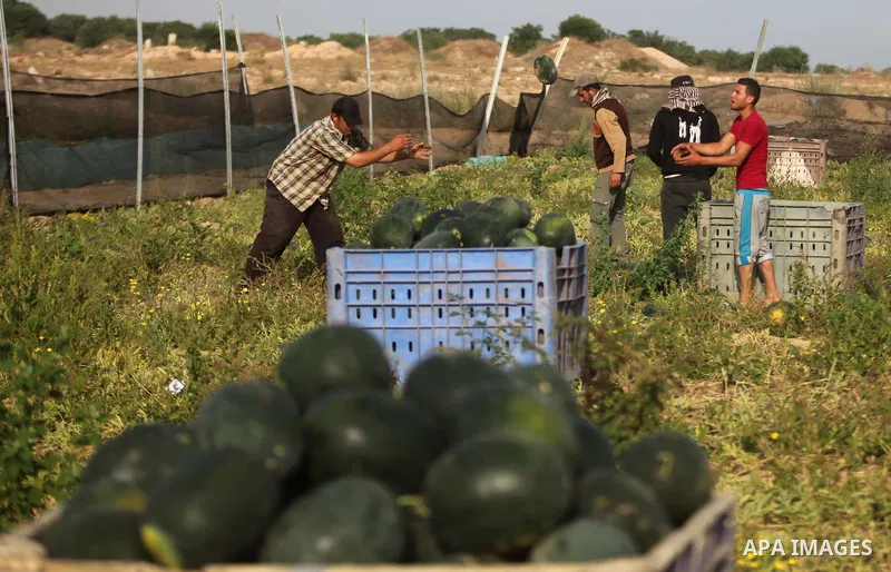 Palestinian farmers collect watermelon from their field located in Khan Younis in the southern Gaza Strip on May 12, 2015. Photo by Ashraf Amra