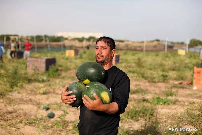 Palestinian farmers collect watermelon from their field located in Khan Younis in the southern Gaza Strip on May 12, 2015. Photo by Ashraf Amra