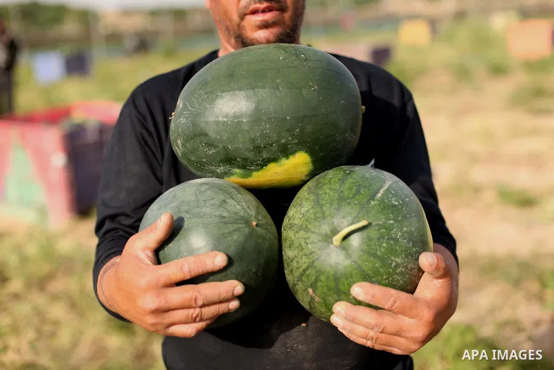 Palestinian farmers collect watermelon from their field located in Khan Younis in the southern Gaza Strip on May 12, 2015. Photo by Ashraf Amra