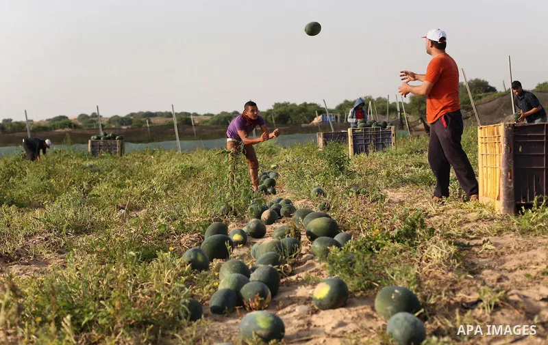 Palestinian farmers collect watermelon from their field located in Khan Younis in the southern Gaza Strip on May 12, 2015. Photo by Ashraf Amra