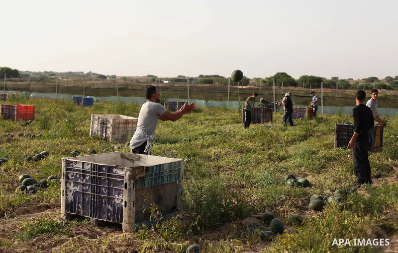 Palestinian farmers collect watermelon from their field located in Khan Younis in the southern Gaza Strip on May 12, 2015. Photo by Ashraf Amra