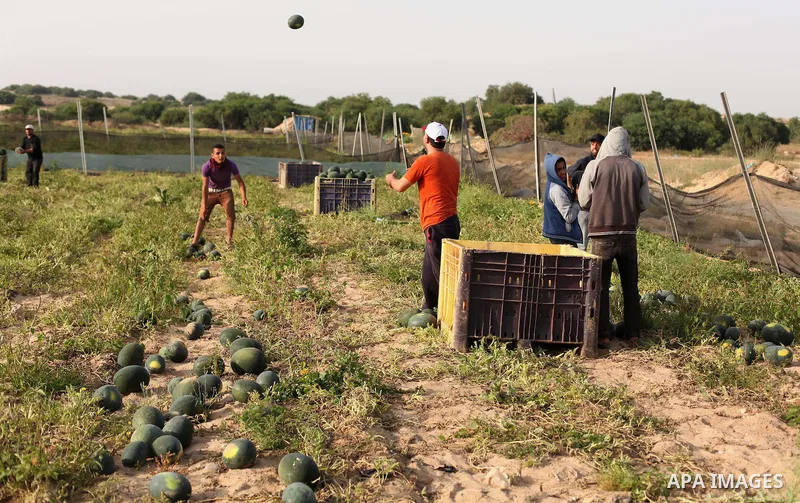 Palestinian farmers collect watermelon from their field located in Khan Younis in the southern Gaza Strip on May 12, 2015. Photo by Ashraf Amra