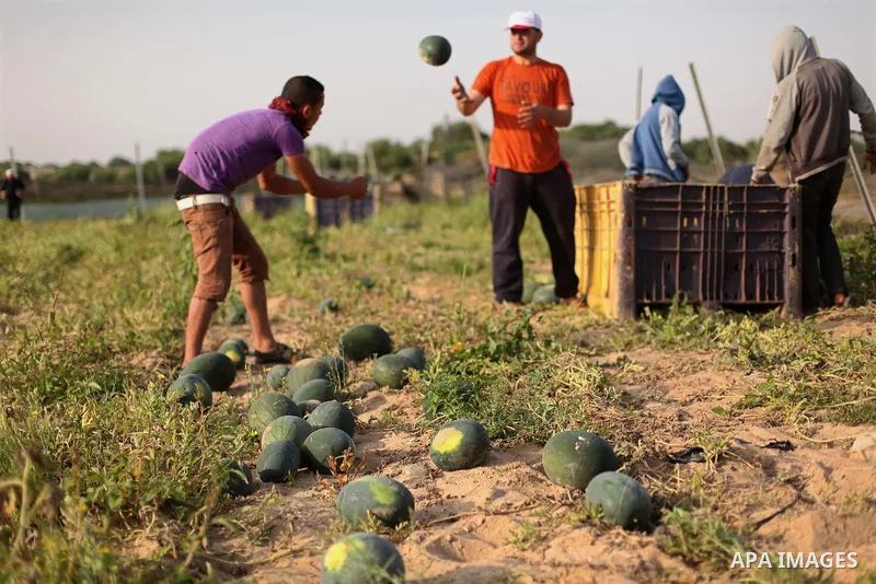 Palestinian farmers collect watermelon from their field located in Khan Younis in the southern Gaza Strip on May 12, 2015. Photo by Ashraf Amra