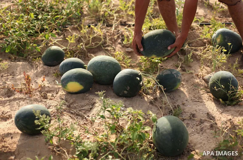 Palestinian farmers collect watermelon from their field located in Khan Younis in the southern Gaza Strip on May 12, 2015. Photo by Ashraf Amra