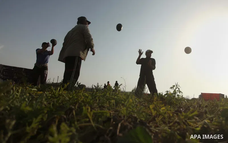 Palestinian farmers collect watermelon from their field located in Khan Younis in the southern Gaza Strip on May 12, 2015. Photo by Ashraf Amra
