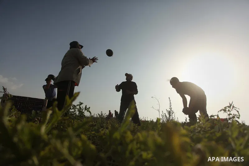 Palestinian farmers collect watermelon from their field located in Khan Younis in the southern Gaza Strip on May 12, 2015. Photo by Ashraf Amra