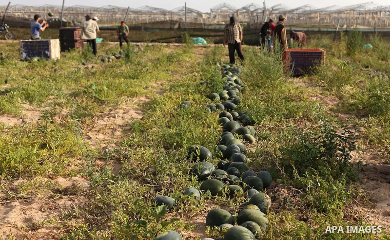 Palestinian farmers collect watermelon from their field located in Khan Younis in the southern Gaza Strip on May 12, 2015. Photo by Ashraf Amra