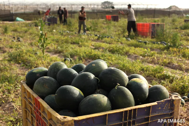 Palestinian farmers collect watermelon from their field located in Khan Younis in the southern Gaza Strip on May 12, 2015. Photo by Ashraf Amra