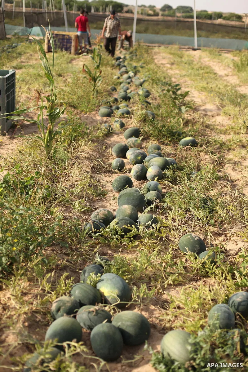Palestinian farmers collect watermelon from their field located in Khan Younis in the southern Gaza Strip on May 12, 2015. Photo by Ashraf Amra