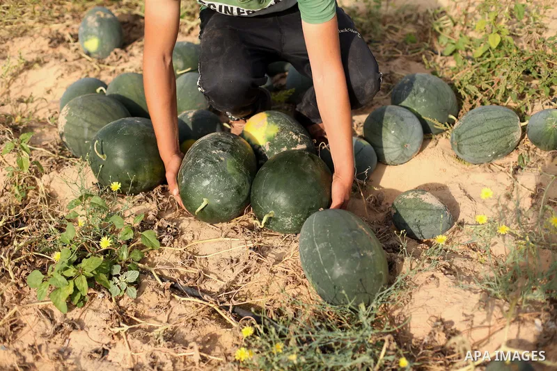 Palestinian farmers collect watermelon from their field located in Khan Younis in the southern Gaza Strip on May 12, 2015. Photo by Ashraf Amra