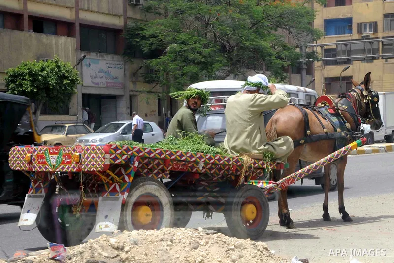 Egyptians ride a horse cart in a street in downtown Cairo on May 27, 2015. Hot weather with sandstorm hit Egypt on Wednesday, and the temperature reached 44 degree Celsius (111 degree Fahrenheit) at noon in some regions...
