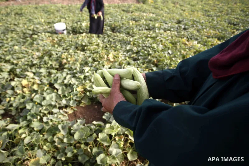 Palestinian women harvest snake cucumber in a field in the West Bank village of Deir Ballut, near Salfit town, on May 28, 2015. Photo by Shadi Hatem