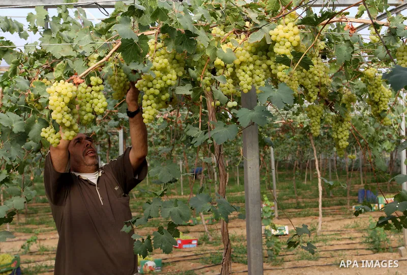 A Palestinian farmer picks grapes in a field during the harvest season, in Rafah in the southern Gaza Strip June 1, 2015. Photo by Abed Rahim Khatib
