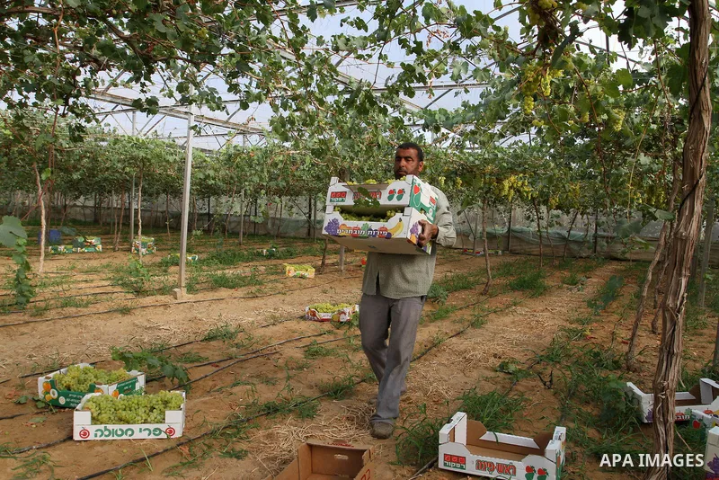 A Palestinian farmer picks grapes in a field during the harvest season, in Rafah in the southern Gaza Strip June 1, 2015. Photo by Abed Rahim Khatib