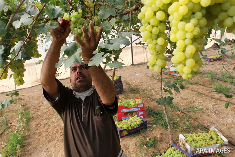 A Palestinian farmer picks grapes in a field during the harvest season, in Rafah in the southern Gaza Strip June 1, 2015. Photo by Abed Rahim Khatib
