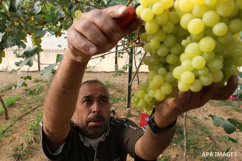 A Palestinian farmer picks grapes in a field during the harvest season, in Rafah in the southern Gaza Strip June 1, 2015. Photo by Abed Rahim Khatib