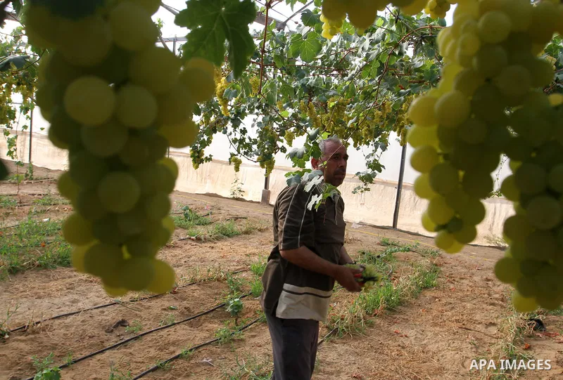 A Palestinian farmer picks grapes in a field during the harvest season, in Rafah in the southern Gaza Strip June 1, 2015. Photo by Abed Rahim Khatib