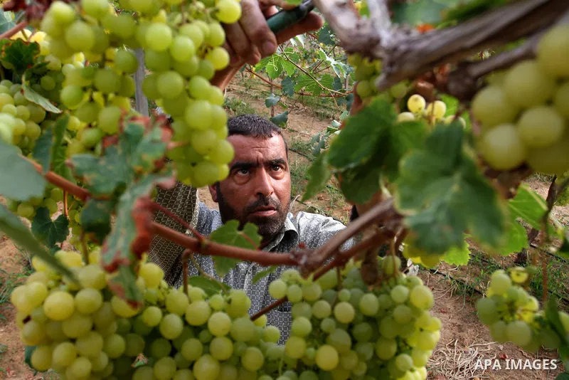 A Palestinian farmer picks grapes in a field during the harvest season, in Rafah in the southern Gaza Strip June 1, 2015. Photo by Abed Rahim Khatib