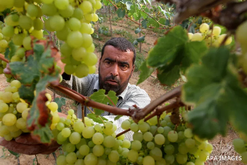 A Palestinian farmer picks grapes in a field during the harvest season, in Rafah in the southern Gaza Strip June 1, 2015. Photo by Abed Rahim Khatib