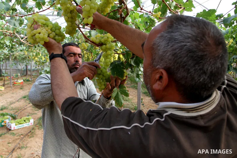 A Palestinian farmer picks grapes in a field during the harvest season, in Rafah in the southern Gaza Strip June 1, 2015. Photo by Abed Rahim Khatib