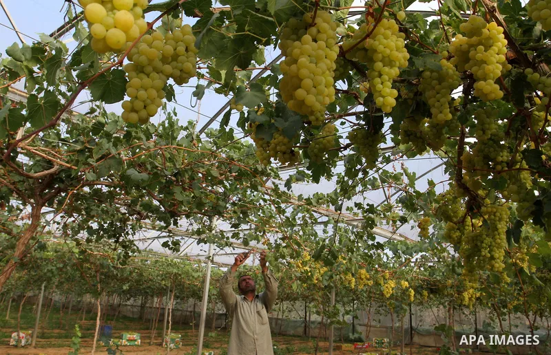 A Palestinian farmer picks grapes in a field during the harvest season, in Rafah in the southern Gaza Strip June 1, 2015. Photo by Abed Rahim Khatib