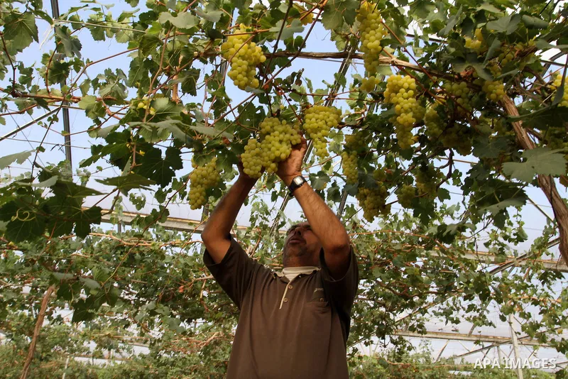 A Palestinian farmer picks grapes in a field during the harvest season, in Rafah in the southern Gaza Strip June 1, 2015. Photo by Abed Rahim Khatib