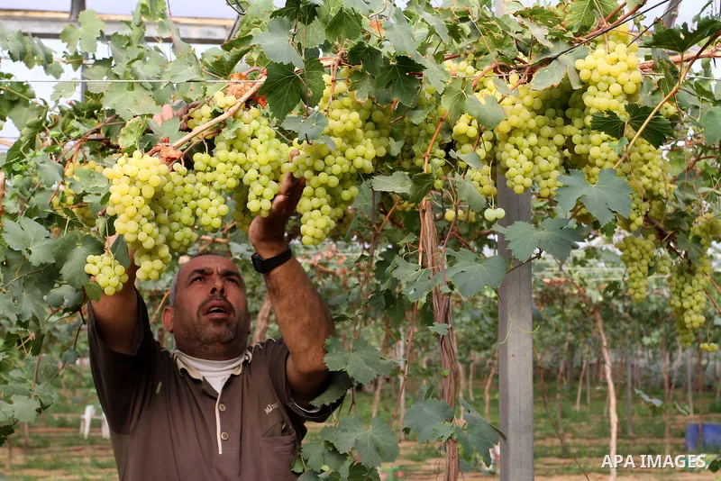 A Palestinian farmer picks grapes in a field during the harvest season, in Rafah in the southern Gaza Strip June 1, 2015. Photo by Abed Rahim Khatib