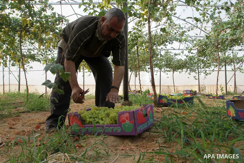 A Palestinian farmer picks grapes in a field during the harvest season, in Rafah in the southern Gaza Strip June 1, 2015. Photo by Abed Rahim Khatib