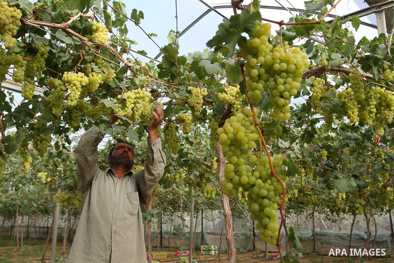 A Palestinian farmer picks grapes in a field during the harvest season, in Rafah in the southern Gaza Strip June 1, 2015. Photo by Abed Rahim Khatib