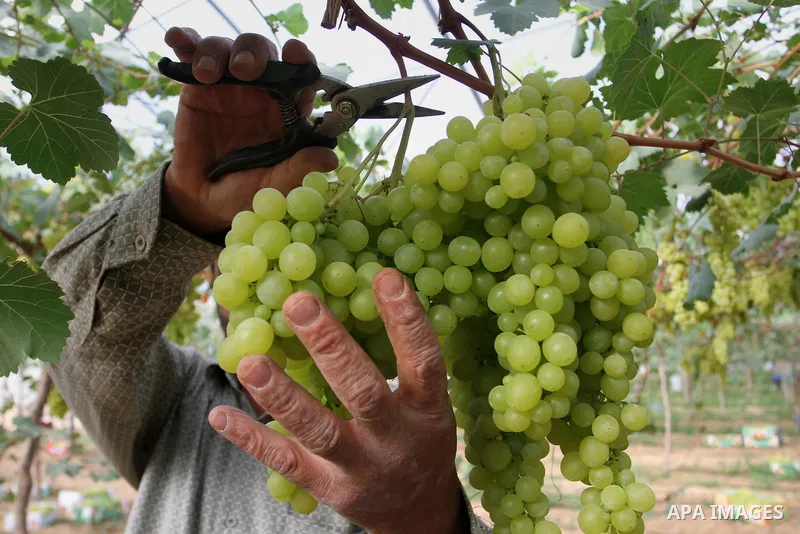 A Palestinian farmer picks grapes in a field during the harvest season, in Rafah in the southern Gaza Strip June 1, 2015. Photo by Abed Rahim Khatib