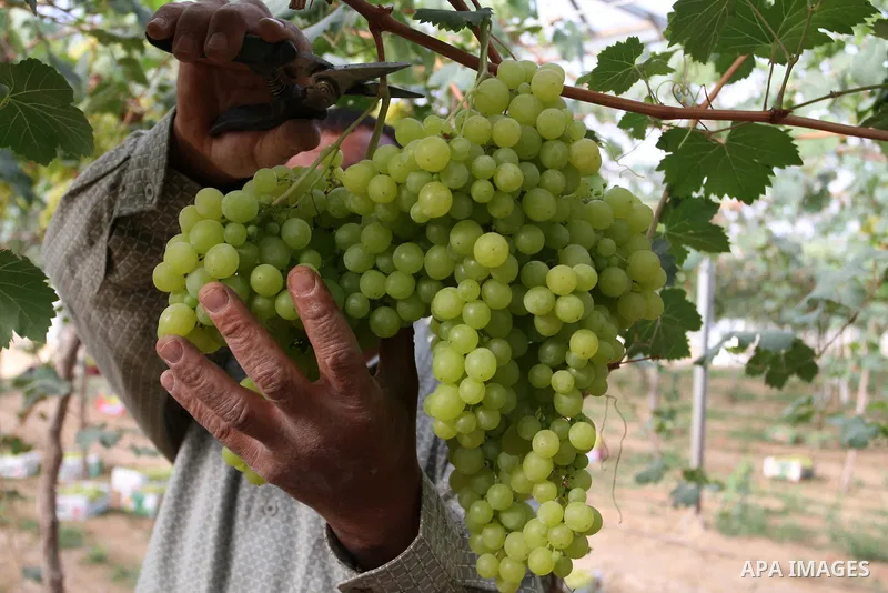 A Palestinian farmer picks grapes in a field during the harvest season, in Rafah in the southern Gaza Strip June 1, 2015. Photo by Abed Rahim Khatib