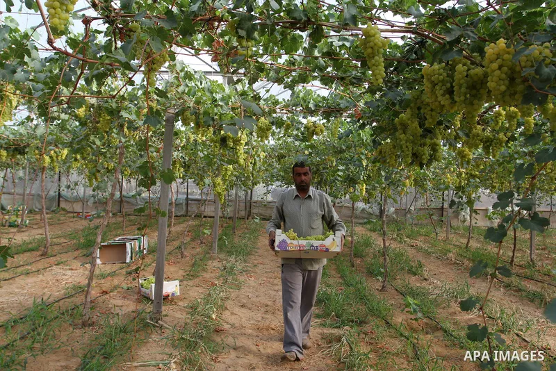 A Palestinian farmer picks grapes in a field during the harvest season, in Rafah in the southern Gaza Strip June 1, 2015. Photo by Abed Rahim Khatib