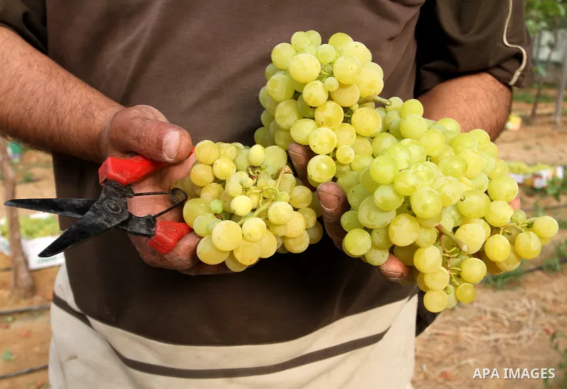 A Palestinian farmer picks grapes in a field during the harvest season, in Rafah in the southern Gaza Strip June 1, 2015. Photo by Abed Rahim Khatib