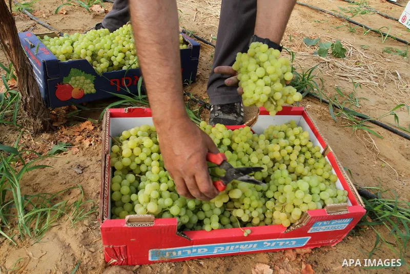 A Palestinian farmer picks grapes in a field during the harvest season, in Rafah in the southern Gaza Strip June 1, 2015. Photo by Abed Rahim Khatib