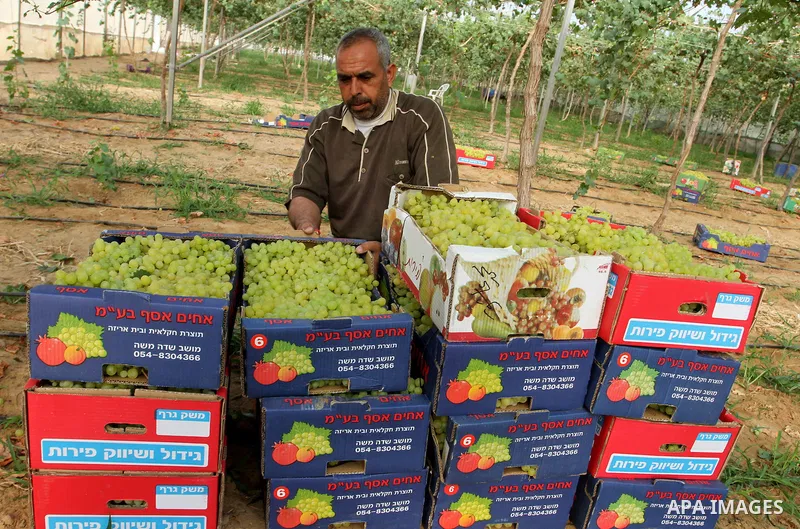A Palestinian farmer picks grapes in a field during the harvest season, in Rafah in the southern Gaza Strip June 1, 2015. Photo by Abed Rahim Khatib