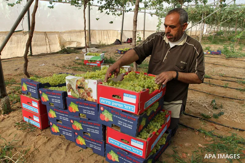 A Palestinian farmer picks grapes in a field during the harvest season, in Rafah in the southern Gaza Strip June 1, 2015. Photo by Abed Rahim Khatib