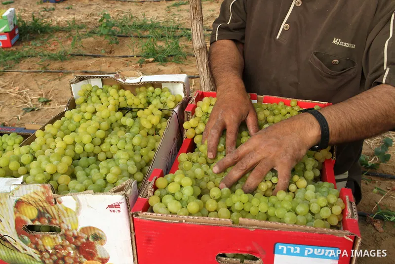 A Palestinian farmer picks grapes in a field during the harvest season, in Rafah in the southern Gaza Strip June 1, 2015. Photo by Abed Rahim Khatib