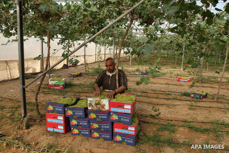 A Palestinian farmer picks grapes in a field during the harvest season, in Rafah in the southern Gaza Strip June 1, 2015. Photo by Abed Rahim Khatib